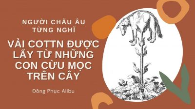 Vải cotton được lấy từ những con cừu mọc trên cây